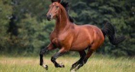 Horse galloping